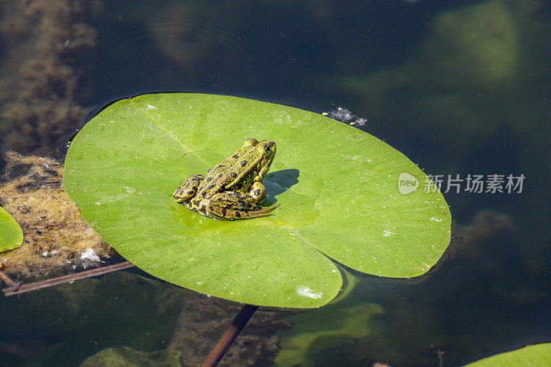 德国，Baden-Württemberg, Au a. Rhein，水蛙，绿蛙，在睡莲的叶子上。